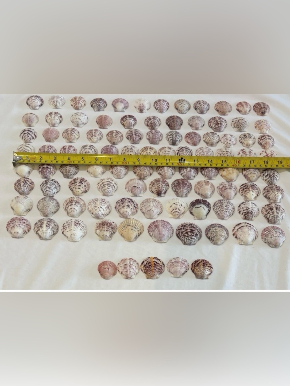 98 LOT SEA SHELLS SANIBEL, FLORIDA SCALLOPS 1.2 -1.5" MIX COLOR CRAFT OR COLLECT - Picture 3 of 5